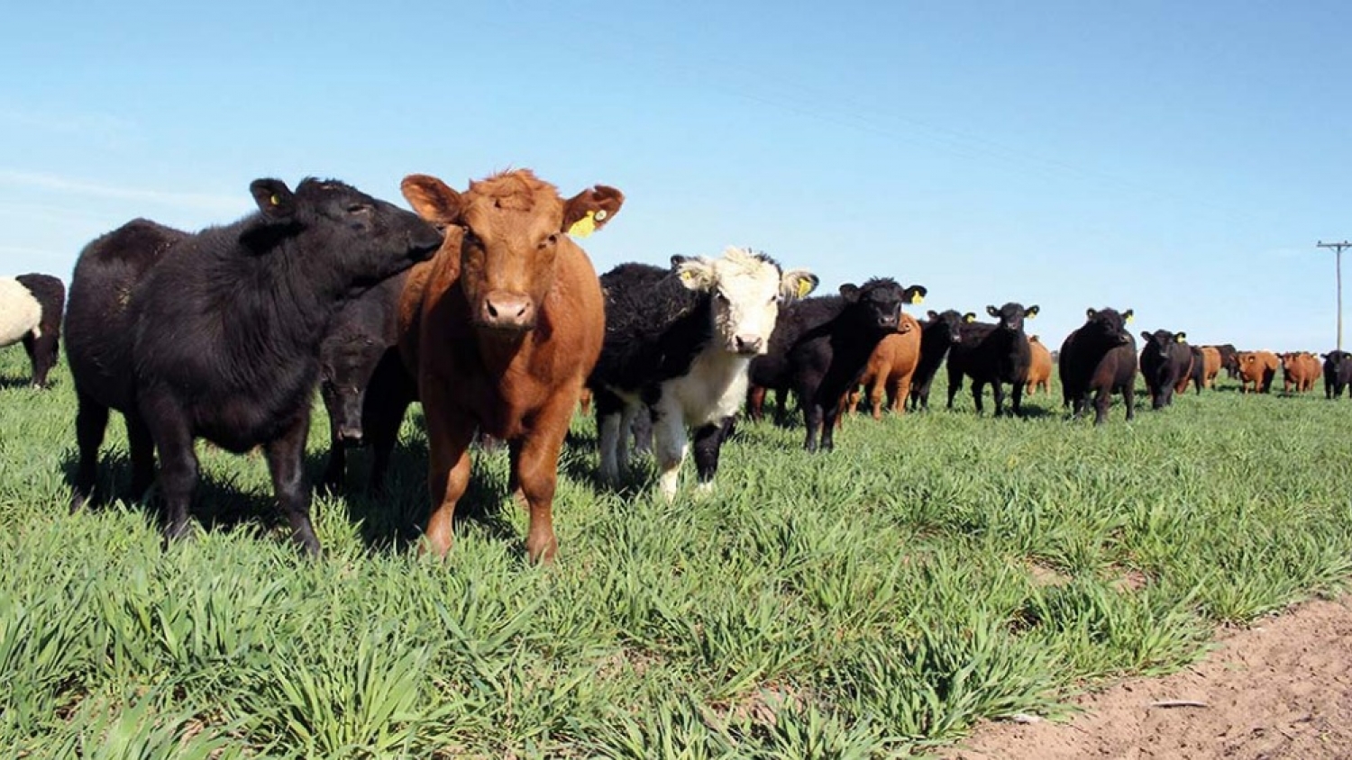 Impulso al campo cordobés: destinan $50 millones en créditos para ganaderos y tamberos del sur provincial