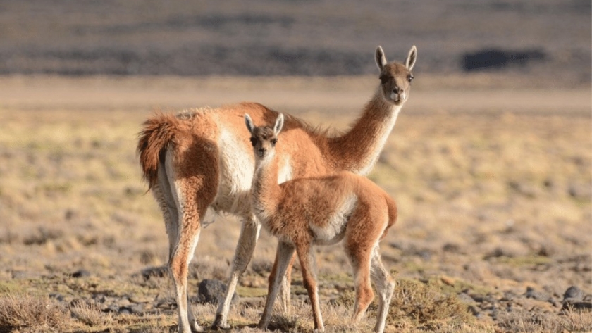 Guanacos en Neuquén, una historia de resiliencia