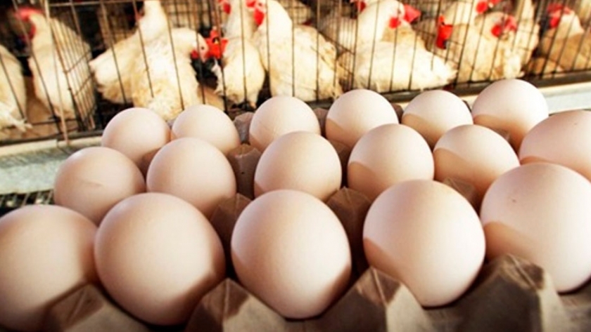 Los huevos rotos causan una enorme pérdida de ganancias