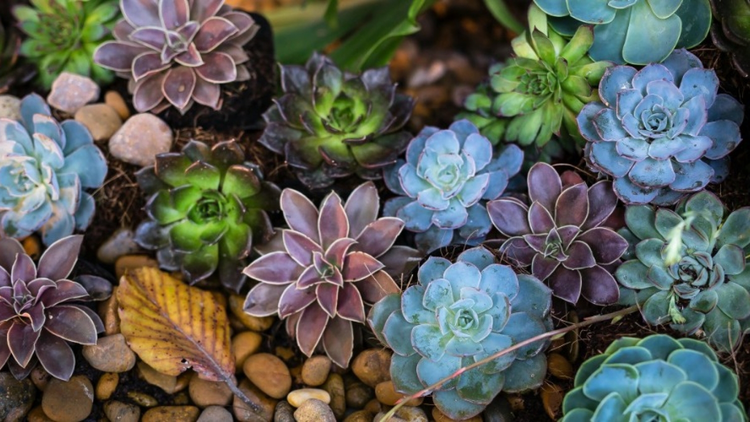 Flores invencibles: las especies que desafían el sol, la sequía y el descuido