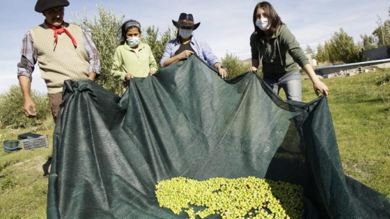 <Avanzan en la producción de olivos en Comodoro: 