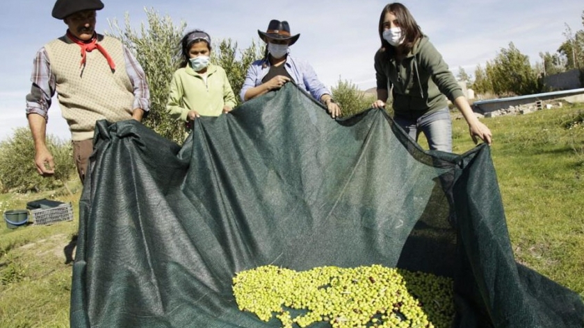 Avanzan en la producción de olivos en Comodoro: 