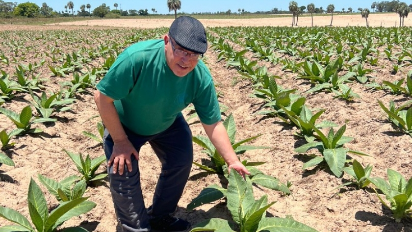 Agricultura promueve y fortalece el agregado de valor en la producción tabacalera