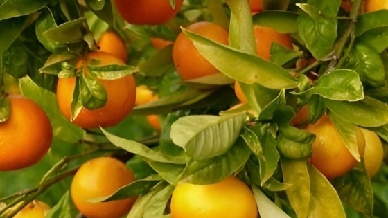 Agro en Monte Caseros: producción frutihortícola y termas