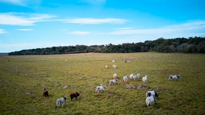 Paraguay concretó la primera exportación vía aérea de carne premium a Taiwán