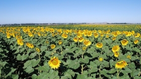 La molienda de girasol alcanzó niveles récord en la PBA
