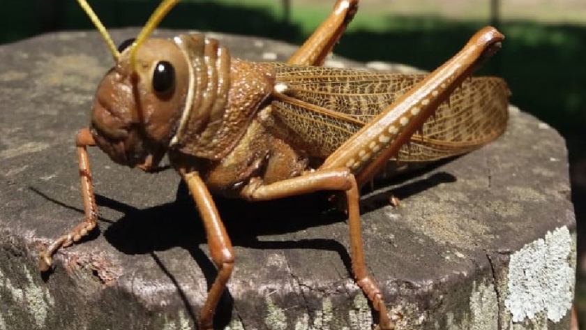 Se dispuso el alerta fitosanitaria por la plaga tucura quebrachera en todo el país