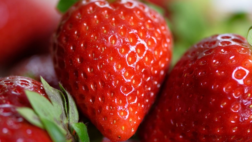 Científicos de Doctorado en Ciencias UTalca generan manejo para producir frutillas más rojas