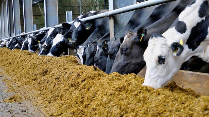 La ayuda alimentaria para pequeños productores ganaderos llegó a Lomas de Vallejos y Palmar Grande