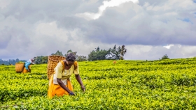 Salvando las canastas de alimentos agroecológicos de África del movimiento agroecológico