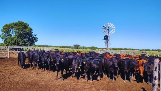 Ganadería en crisis: resistencia a ivermectina obliga a cambiar el manejo sanitario bovino