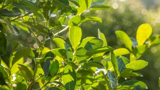 El mate bajo la lupa: ciencia, mitos y verdades de la infusión más argentina