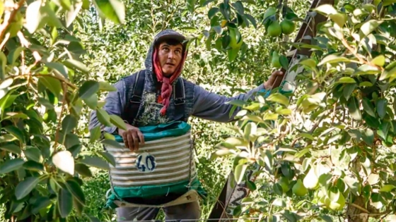 Los primeros números de la cosecha de peras y manzanas argentinas