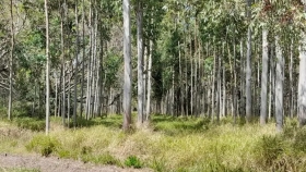 UNITÁN, la primera empresa del país en certificar bonos de carbono bajo el estándar VCS de Verra con forestaciones de especies nativas