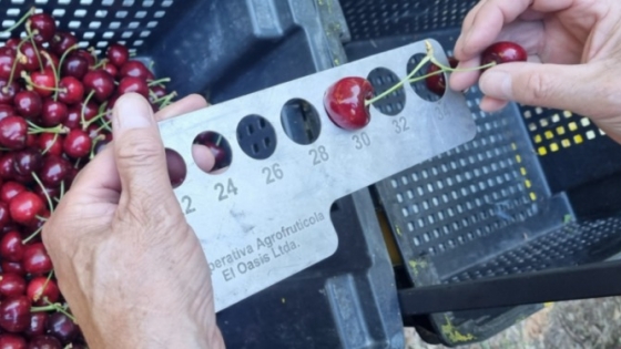 Las cerezas de Los Antiguos se preparan para dar un nuevo salto exportador con su Denominación de Origen