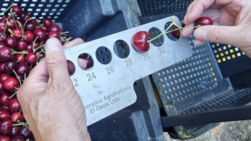 Las cerezas de Los Antiguos se preparan para dar un nuevo salto exportador con su Denominación de Origen