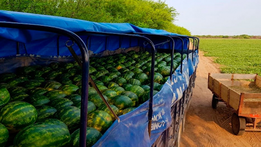 Superan los dos millones de kilos de sandias comercializadas desde el oeste de Formosa