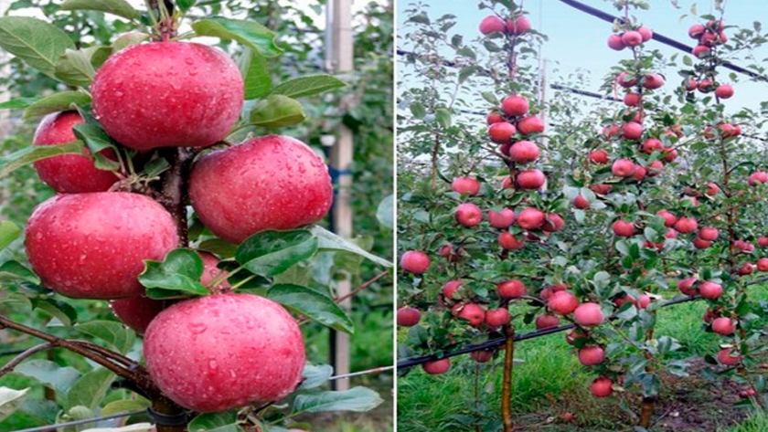 T&G Global lanza primera variedad de manzana resistente al cambio climático