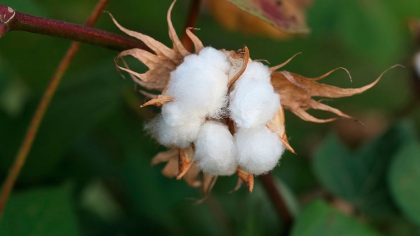 Algodón: aumenta el uso de semillas certificadas