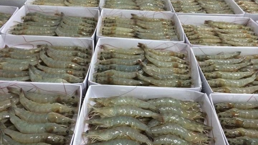 Prevalece el Vannamei en las importaciones chinas