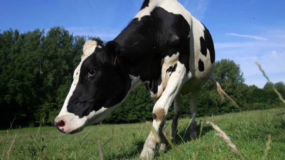 Vaca loca en Brasil: la Argentina en alerta