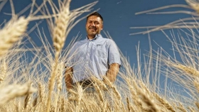 El plan del genoma del trigo acelera la innovación