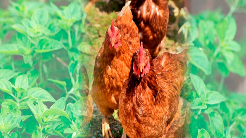 Efecto del aceite esencial de orégano en huevos enriquecidos con AGPI