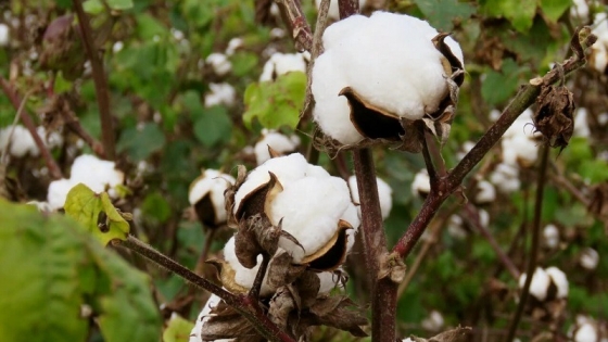 El Ministerio de producción definió el esquema de distribución de semillas de algodón