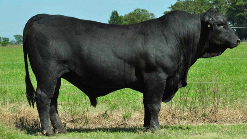 ¡Por segundo año consecutivo! El mejor toro Brangus del mundo es de Paraguay