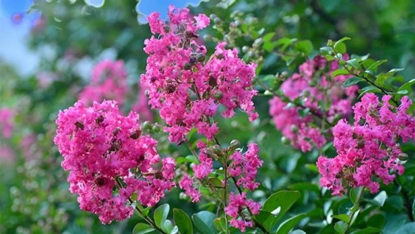Crespón (Lagerstroemia indica): el árbol que florece en verano y enamora con sus curiosas flores