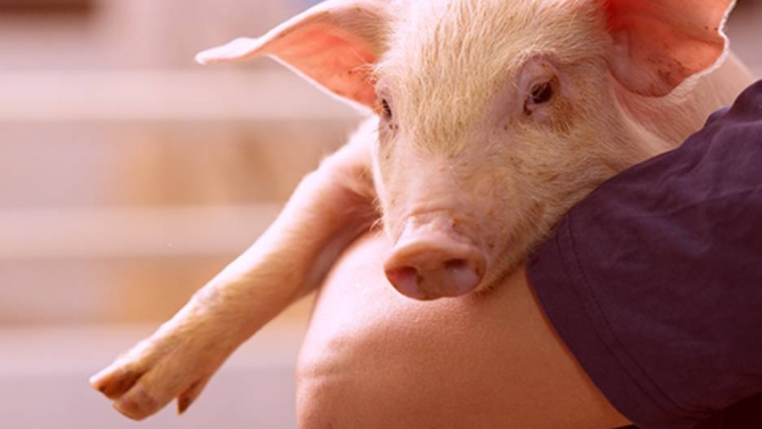 Bienestar animal porcino, un cambio de paradigma con altas exigencias