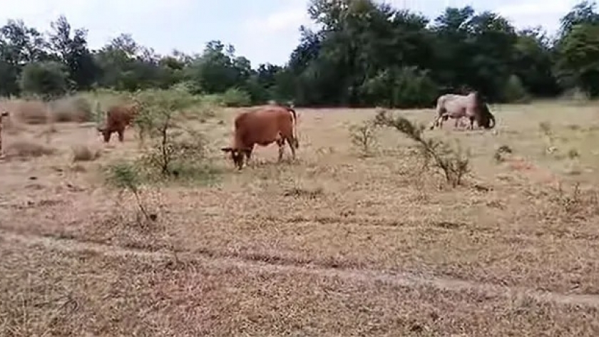 Tremendo: “Las pasturas están como si les hubieran tirado con lanzallamas”