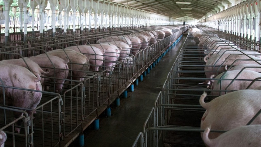 Ya no se habla de las granjas chinas, pero el sector porcino tiene su propio plan para duplicar la producción en 2030 y crear 93 mil empleos