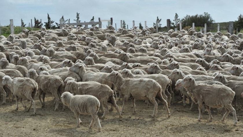Chubut participó en la reunión de la comisión asesora de la ley ovina