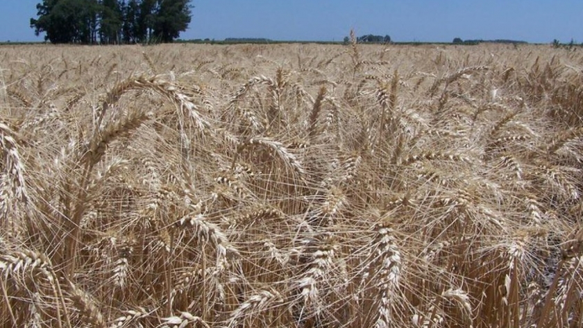 Cosecha y mercados: qué se espera de la campaña de trigo próxima a comenzar