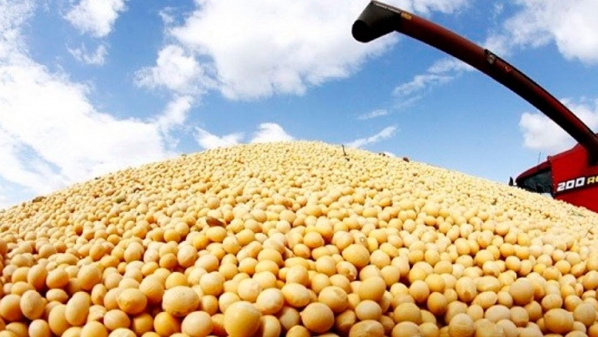 Paraguay aprobó la genética de soja argentina con tolerancia a la sequía y herbicidas "HB4"