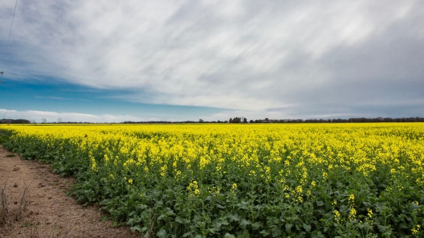 Escapadas. Circuito por los atractivos campos de colza muy cerca de Buenos Aires que solo se ven en esta época