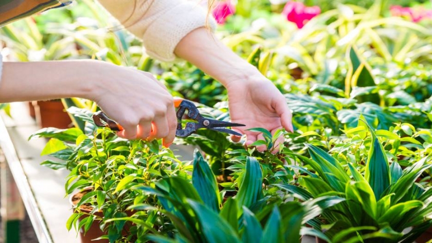 Cómo usar la miel para cuidar la huerta: seis consejos