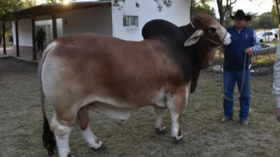El norte argentino reafirma su protagonismo con un nuevo campeón nacional Brahman