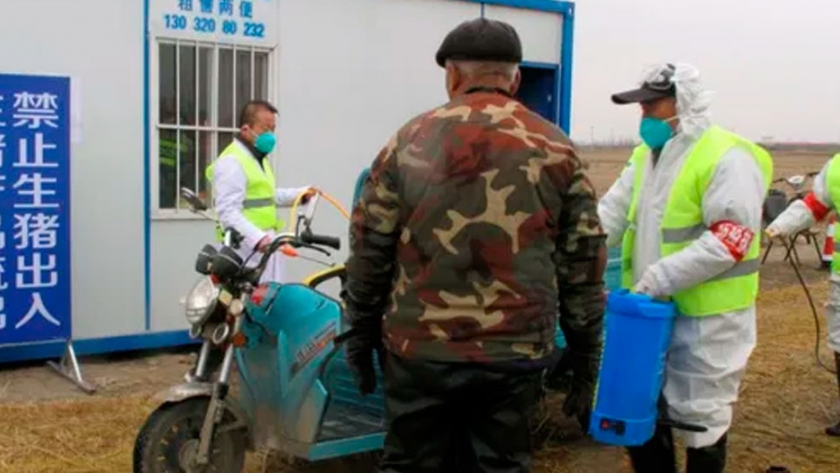 HuB20: científicos chinos investigan las nuevas cepas de peste porcina africana