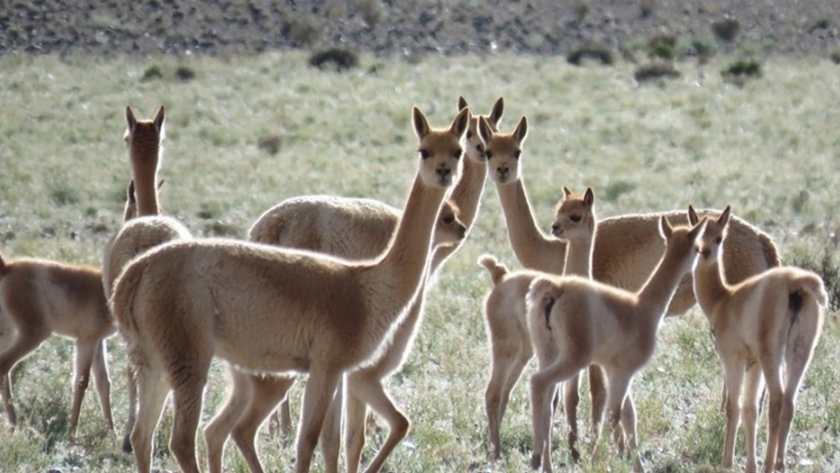 Trabajan en la formulación de proyectos para la cadena de fibra de llama y vicuña