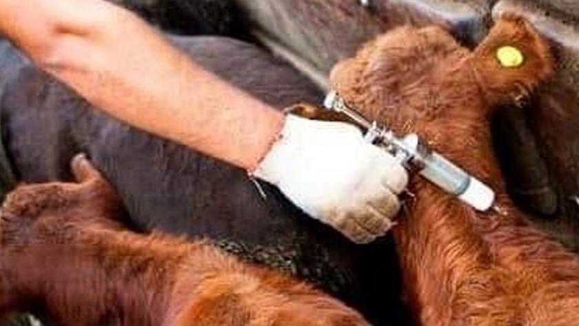 Continúa llevándose a cabo el Programa de Erradicación de Fiebre Aftosa y Brucelosis
