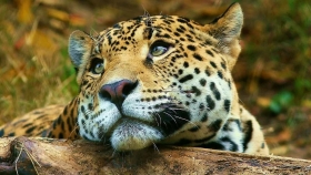El regreso de los que nunca debieron irse: las especies que están reconstruyendo la biodiversidad argentina