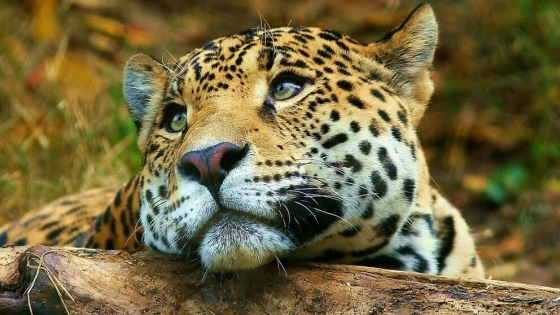 El regreso de los que nunca debieron irse: las especies que están reconstruyendo la biodiversidad argentina