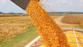 La Provincia lanza un plan financiamiento para productores de maíz