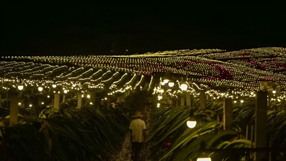 China revoluciona la agricultura de frutas con iluminación nocturna: un cambio radical en la producción de pitahaya