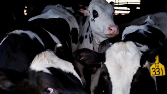 Las vacas con gripe aviar estarían contagiando a otras vacas: qué se sabe del brote más reciente