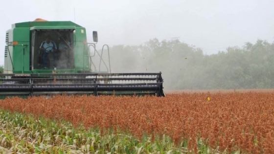 Finalizó la cosecha de sorgo