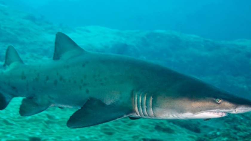 Se realizó en forma virtual la primera etapa del taller regional de conservación del tiburón Carcharias taurus