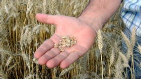 Trigo: productores podrán acceder a análisis de calidad gratuitos y anónimos en la provincia de Buenos Aires